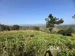 2 ACRE RESORT/VILLA PLOT FOR SALE IN MANANTHAVADY