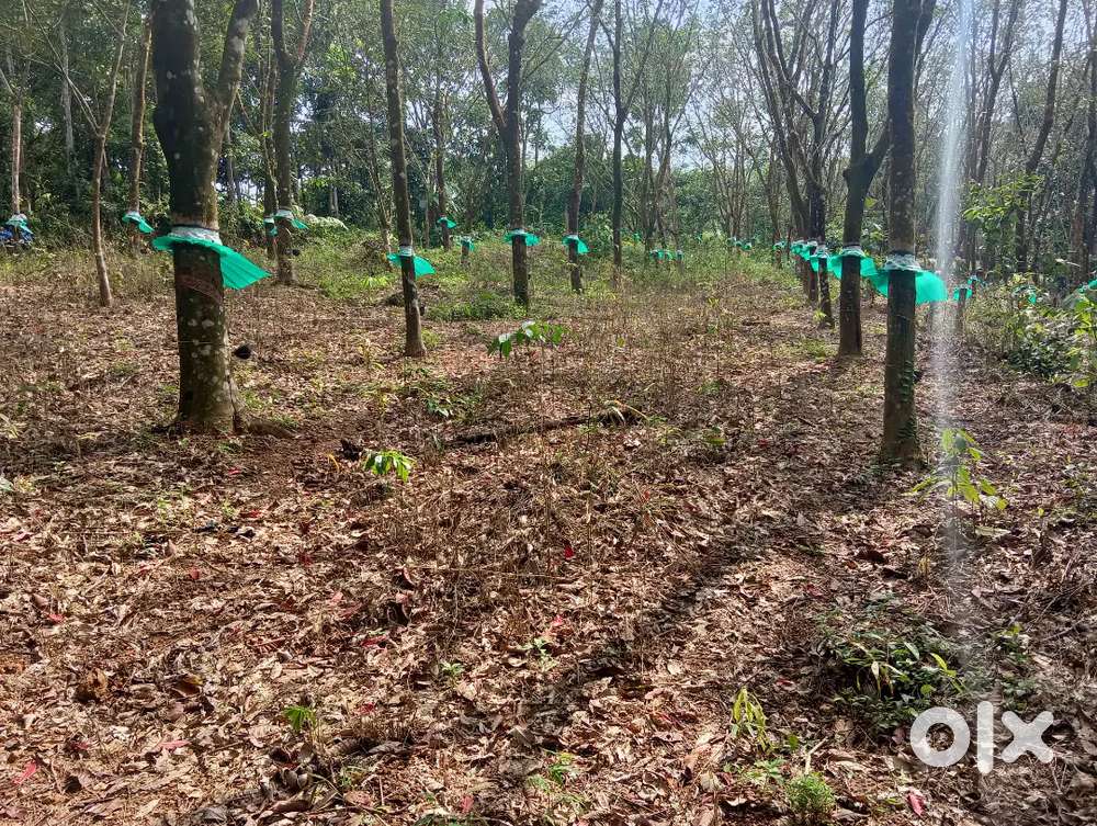 Ernakulam, peppathy 48 cent land for sale.