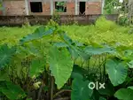 Land for sale in tarapur Shivbari road