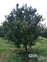 02 Acer farm Land paratwada bahiram road nimbhora