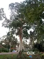 Big big treeeeewwwweeee