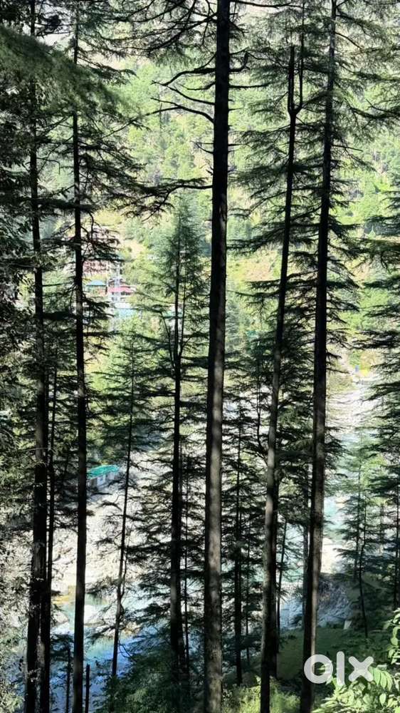 Plot in Kasol for sale