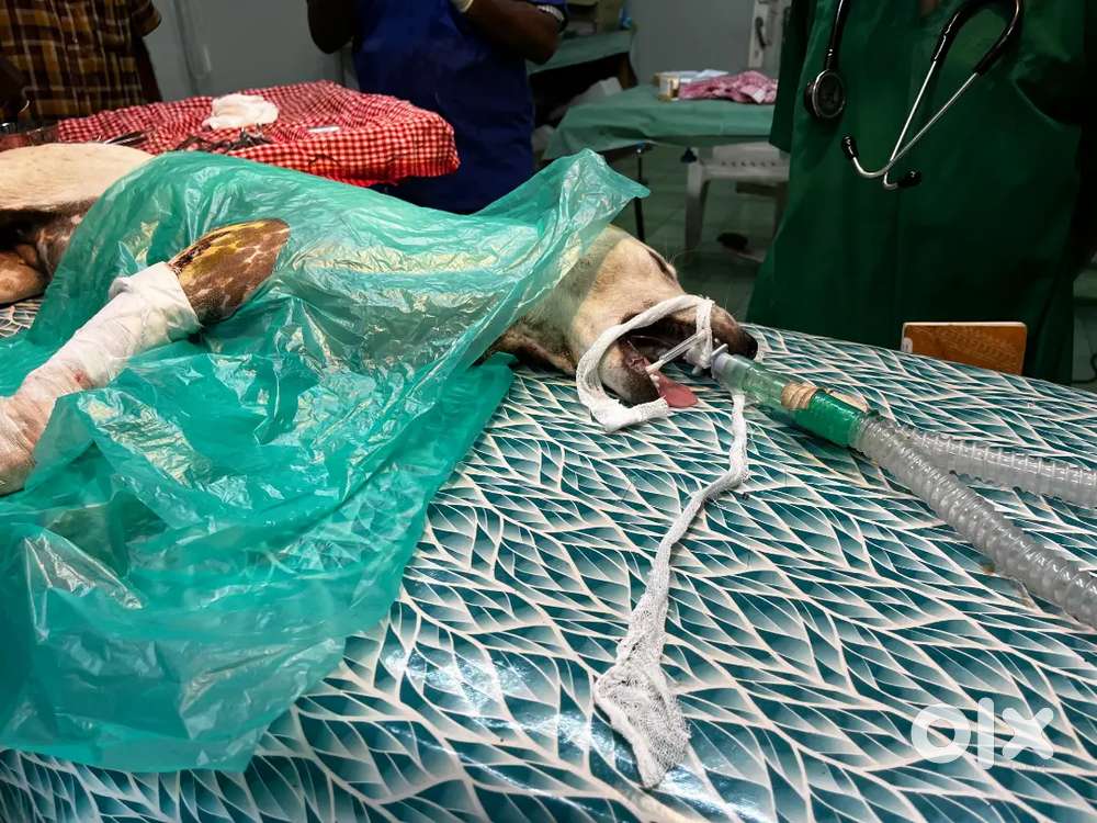 Home visit Veterinary doctor