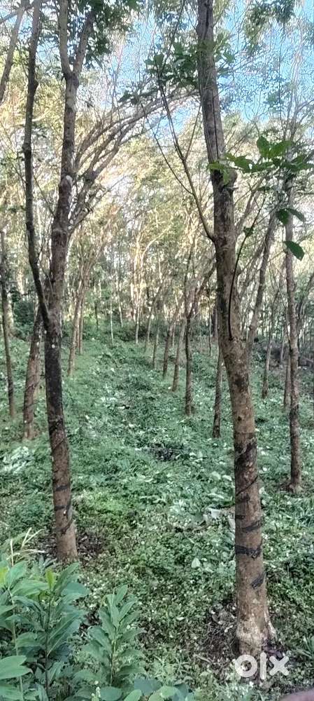 Rubber plot fore sale