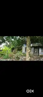 Dahigora panchpandaw