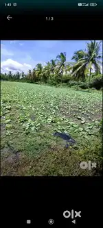 Agriculture land for sale