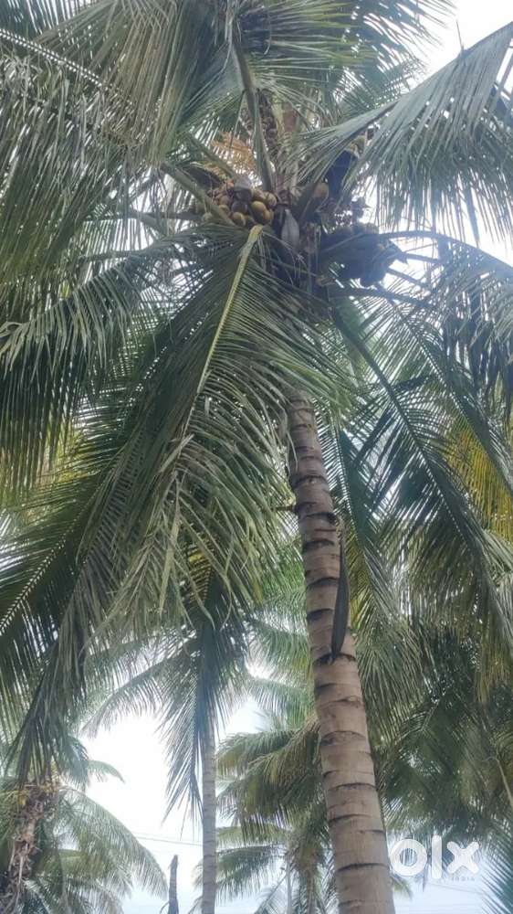 Pollachi to palakkad hiway road nearly property sales