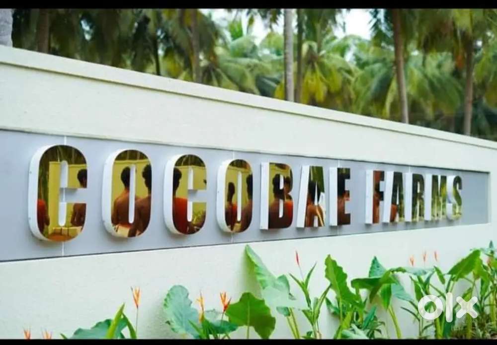 Low budget coconut farm land sale in othakalmandapam Coimbatore