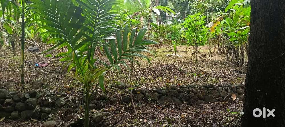 10 cent of land is ready for sale in rayarome - parappa route