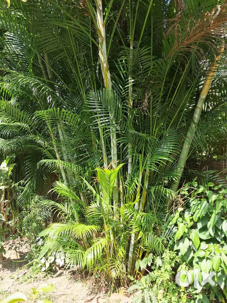 Decorative Plants