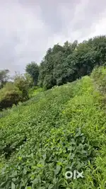 12गुंठे प्लॉट विकणे आहे , गराडे गाव,पुरंदर interested Dm me