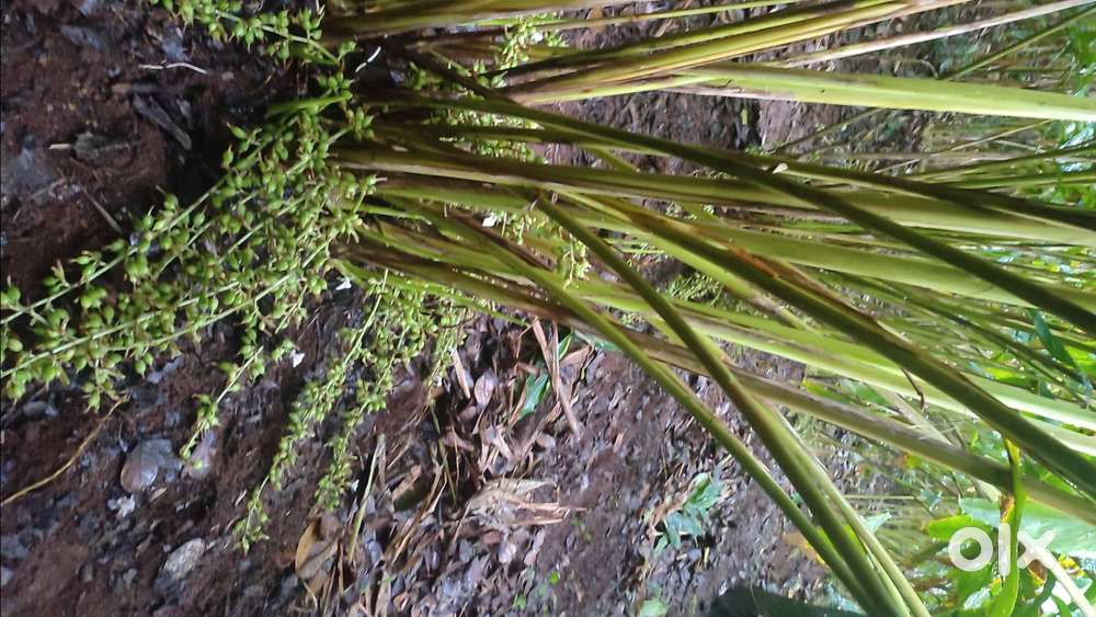 1 acre cardamom plantation