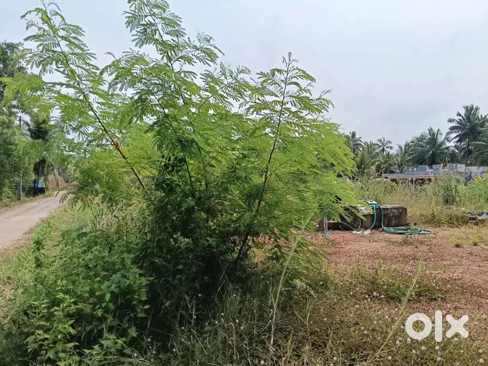 42 Cents Land For sale at Mulki.