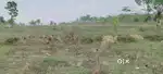 5.5 acre agri land for sale near Belur city*