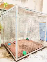 Big Bird Cage