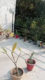 Room available for single only