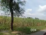 2 bigha kheti ki jameen sale karni hai