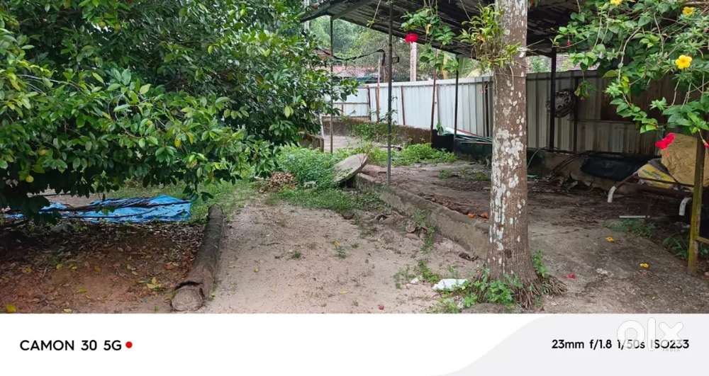 Cherthala കളവാകൊടം 7 സെന്റ് വീട് വെക്കാൻ അനുയോജ്യം