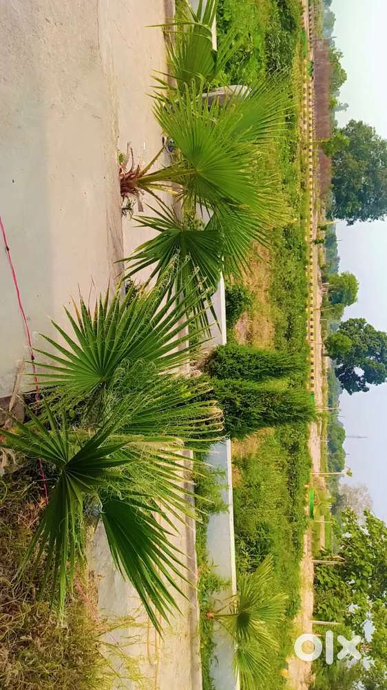 Sultanpur road Lucknow