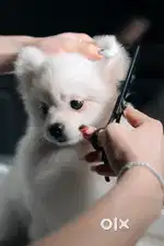 Office Job, Pet Grooming
