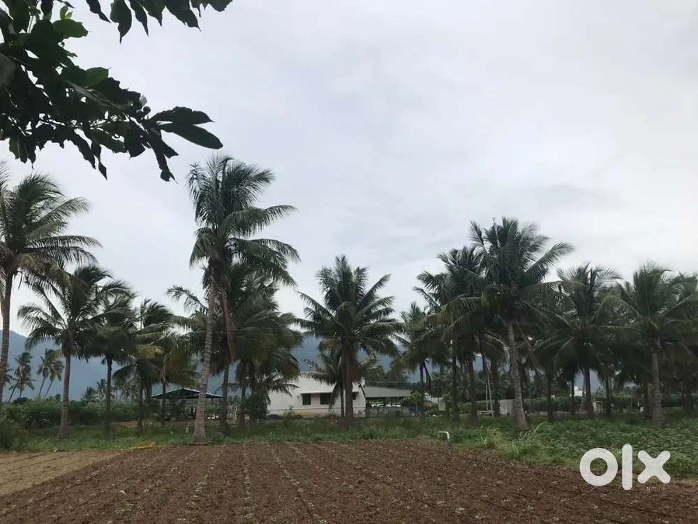 8.5 acre farm land with house and coconut  farming nd general farming