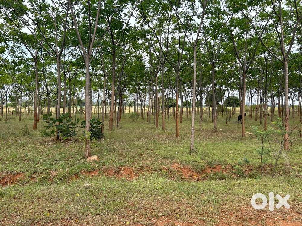 Amanagal near ,MALABAR Tree plantion open plote, per syd 2999/-,RRR IN