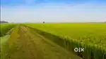 Agriculture land for sale full water facility moter also available