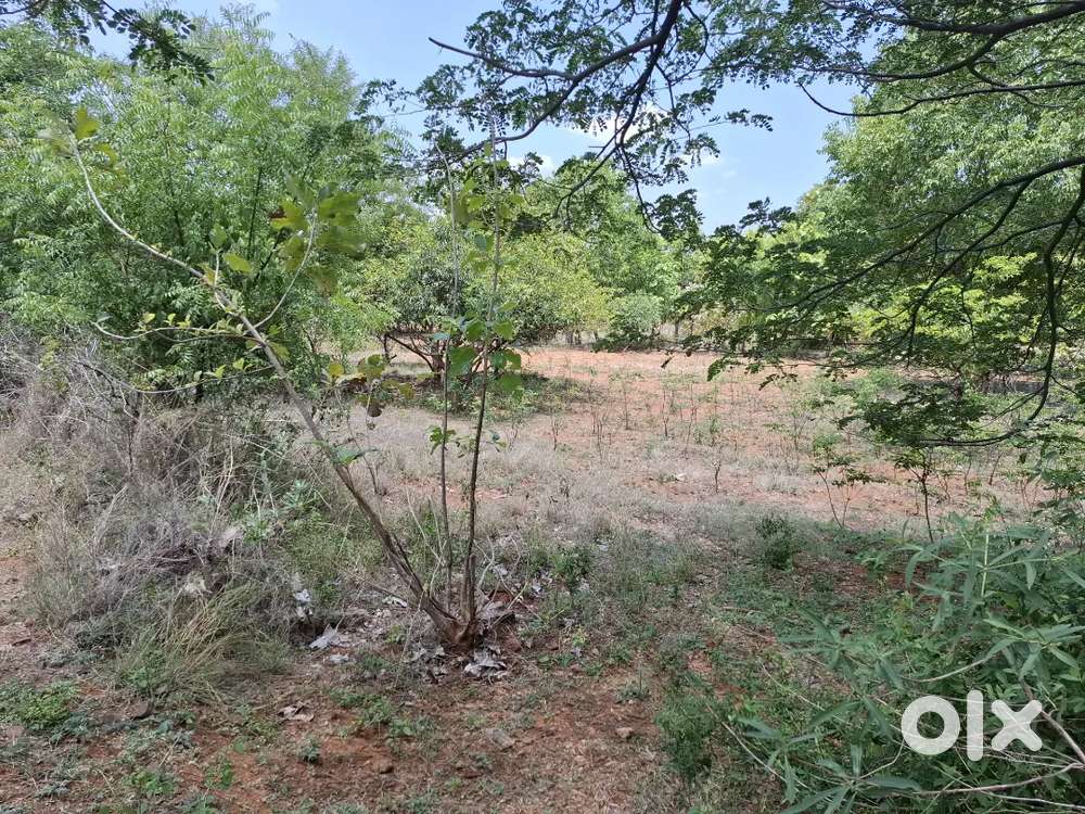 Panneer madai near Farm land