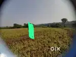 6 acre khet in Betul savanga madhya pradesh