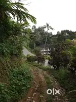 Breathe the Hills: 12 Acres Foggy Plantation with Scenic Home