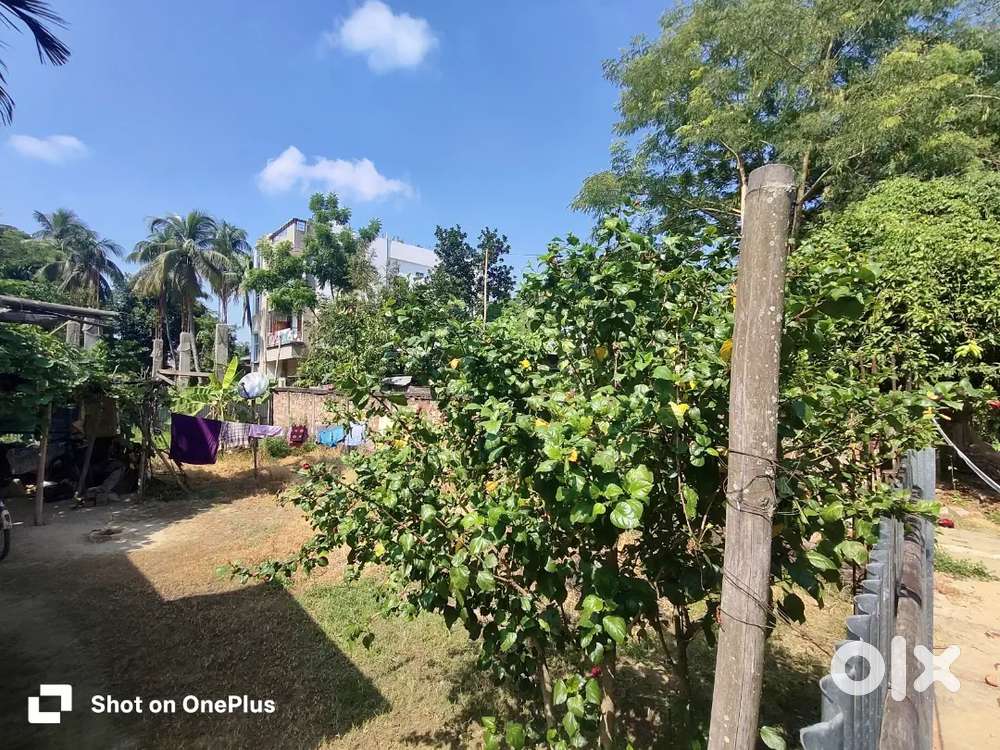 31 lecha land for sale with Assam type house