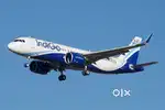 Job in indigo airline fast apply now