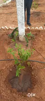 Plot with Monthly Income ₹10K | 4Cr Return in 12 Years
