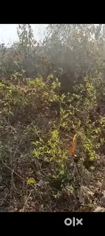 N/A, 500 sq mt settlement plot for sale at dhargal pernem