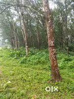 1 acre റബ്ബർ തോട്ടം വിൽപ്പനക്ക്