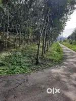 80 സെൻ്റ്  റബ്ബർ തോട്ടം വിൽപനക്ക്. സ്ഥലം -  പാറക്കൂട്ടം. 8km from അടൂർ