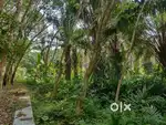 1.50 acre for sale at nediyavila, kollam