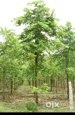Agriculture land for sale in ananthapur district