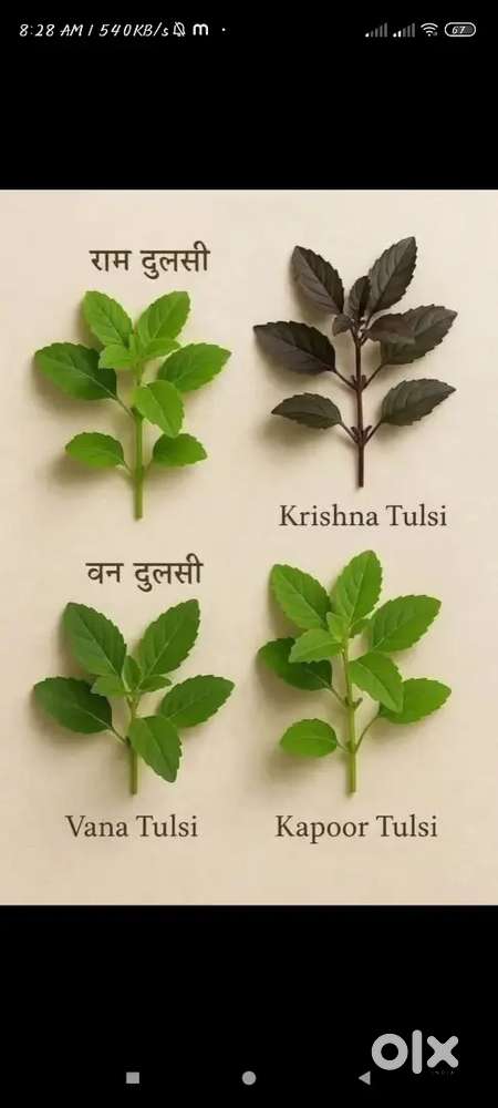 मुझे रूम किराया मे चाहिये