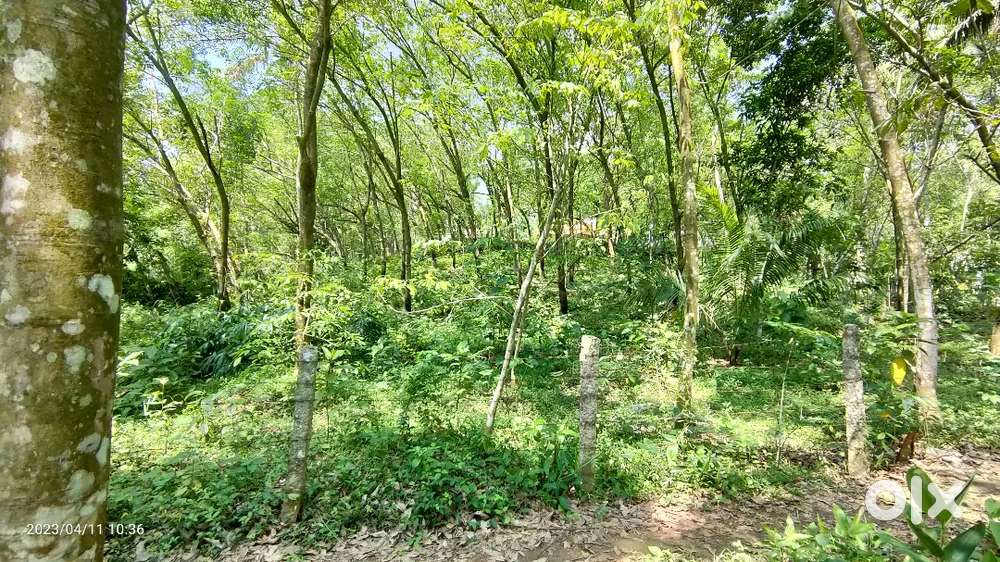 Rubber estate for sale