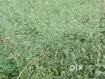 2 ஏக்கர்விவசாய நிலம் Road face,Landforsales