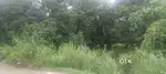 Agriculture land Bagh -106 bigha for sale Mohiuddinpur lalsa
