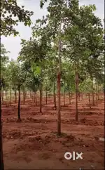 Redsandal farmland for sale