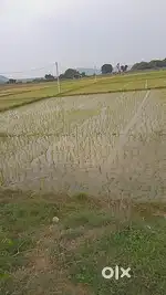 Magani land