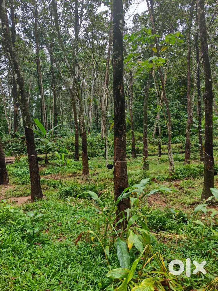 Muvattupuzha kothamangalam Pothanicad 50 cent for sale