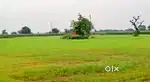 5 Kila Agricultural Land on Village Road | Bhora Kalan, Gurugram (HR)