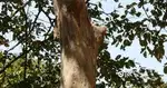 തേക്ക് വില്പനക്ക്