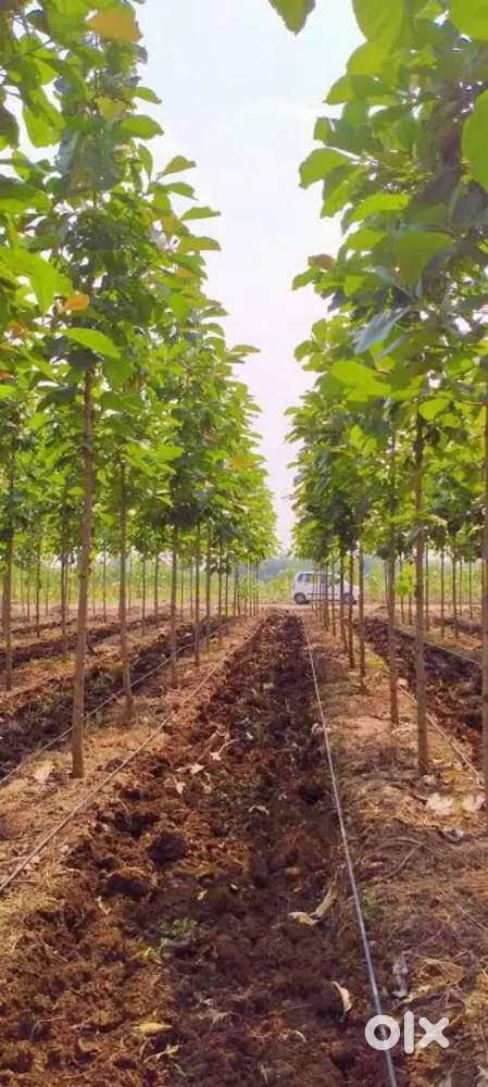 11000 Sq Ft (Sagwan)Teak Plantation Plot – Oxygreen Agrotech