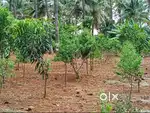 Gated Farmland @ Budget Price – Ready for Visit!