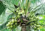 Coconuts Tree Garden near Vairakudieruppu CSI church